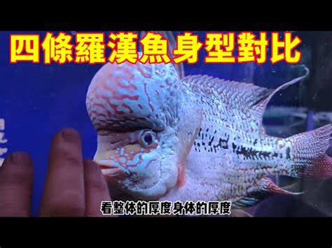 珍珠羅漢魚|羅漢魚飼養知識15問 